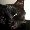 Poker Plays Black Cat-alyst In Online Gambling Debate