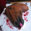 Racehorses dying at twice the rate in North America