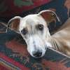 Harrah’s offers Iowa $7M/year to put down puppies