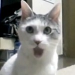 StunnedCat