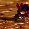 Penny Auction Sites A New Form Of Online Gambling