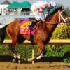 No Luck Needed For Preakness Champ Lookin At Lucky