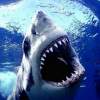 Sharks Circling Illinois Video Gambling Waters