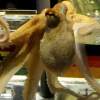 Paul the Octopus to star in betting film