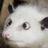 German opossum screws bettors on best picture pick