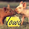 Will Iowa beat New Jersey to the line?