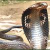 king cobra