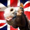 UK horseracing, bookies ponder a Levy-free future; PMU posts first-half results 