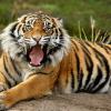 Suicidal owner releases dangerous exotic animals on unsuspecting town