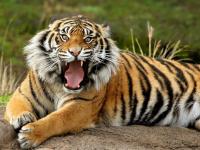 bengal tiger