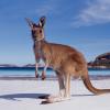 Firms push for Australian in play betting