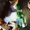 Alcohol proved to release endorphins; Scientist tests a “sober up pill” on drunken rats