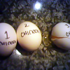 Don’t Count Your Bodogs Before They Hatch