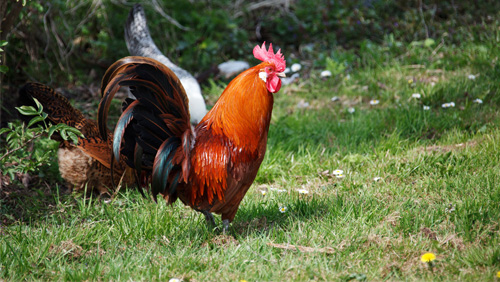 cock-kills-gambler-at-a-rooster-fight-in-india