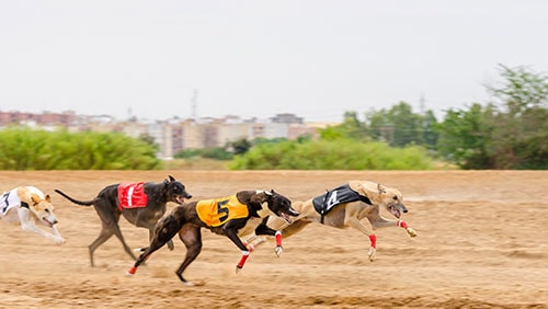 Mardi gras casino florida dog racing tracks