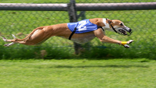 greyhound-racing-to-stay-for-now-in-west-virginia