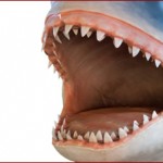 Poker marketing, When is a shark not a shark?