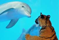 dolp tiger