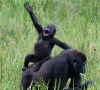 gorilla waving