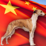 china-dog-racing