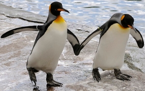 gay-penguins-toronto-zoo