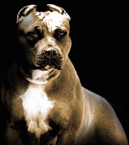 Pitbull for Dog Fighting