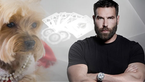 Jilli The Poker Playing Pooch Passes Away; Dan Bilzerian Bluffs JRB off Half a Million