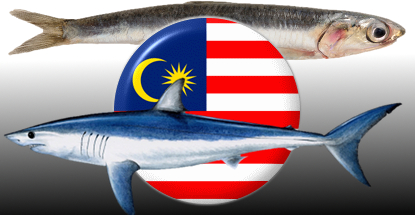 malaysia-gambling-sharks-anchovies