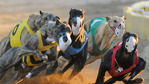Live baiting scandal not a turn off for greyhound racing punters