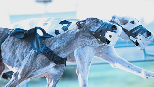 Ladbrokes and SIS sign exclusive greyhound track rights partnership