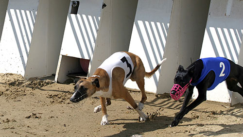 SIS and Tabcorp herald new UK greyhound partnership after flying start