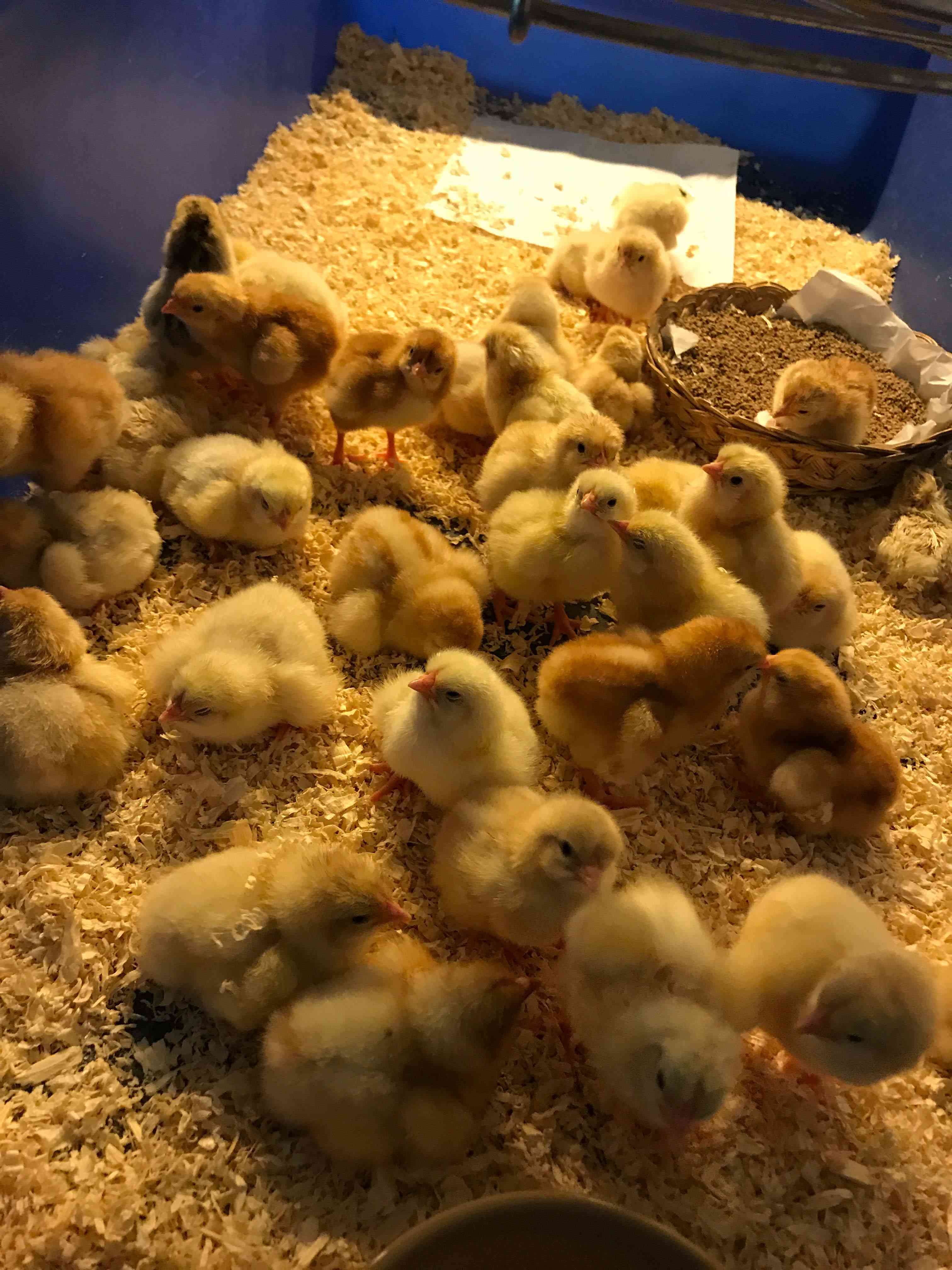 HATCH OF THE DAY: GalaBingo.com hosts live lottery game featuring hatching chicken eggs 