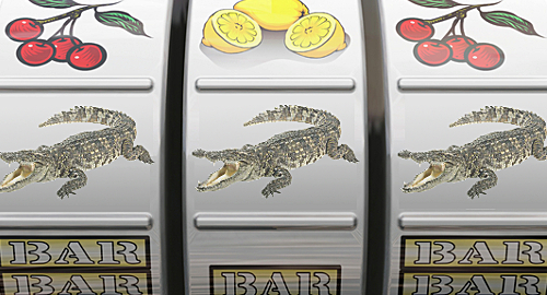 crocodile-gambling-study-ig-nobel-prize