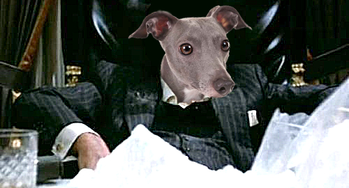 florida-greyhound-racing-cocaine