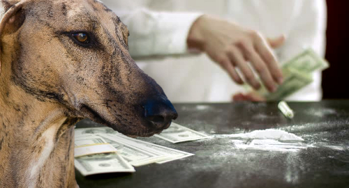 florida-greyhound-cocaine