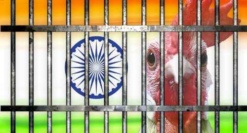 india-cockfighting-rooster-arrest