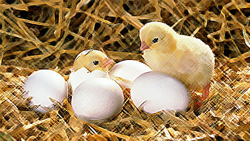 HATCH OF THE DAY: GalaBingo.com hosts live lottery game featuring hatching chicken eggs