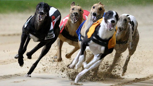 Animal rights group slams greyhound racetrack's proposed move