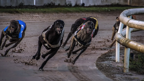 Florida doesn't want to answer greyhound ban challenge