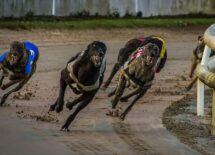 floridas-greyhound-races-unlikely-to-return-anytime-soon