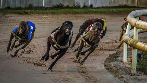 floridas-greyhound-races-unlikely-to-return-anytime-soon