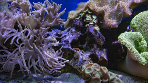 science-may-have-found-a-way-to-protect-coral-reefs