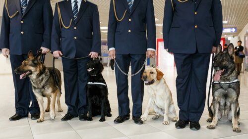 mans-best-friend-is-sniffing-out-covid-19-in-airports