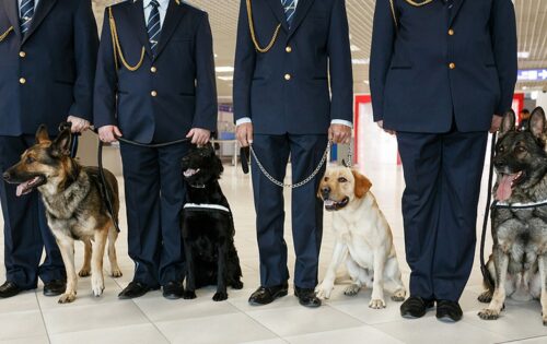 mans-best-friend-is-sniffing-out-covid-19-in-airports