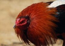 Close up of a game cock ready to attack.