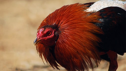 Close up of a game cock ready to attack.