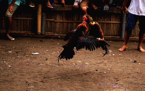 philippines-opens-the-door-to-legalized-online-cockfightin2
